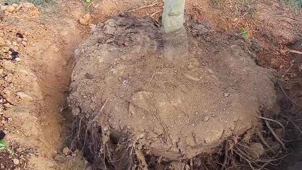 Exposed Root Ball Of Tree In Hole Ready To Be Covered In Dirt