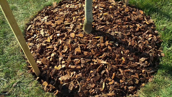 Properly Planted and Staked Tree with Pine Bark Mulch