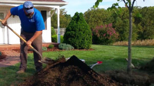 Landscape Crew Member Mixing Dirt and LeafGro Together To Put On Root Ball Of Tree