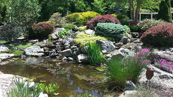 Beautiful Pond with Lots of Pond Plants and Summer Landscape Around Pond