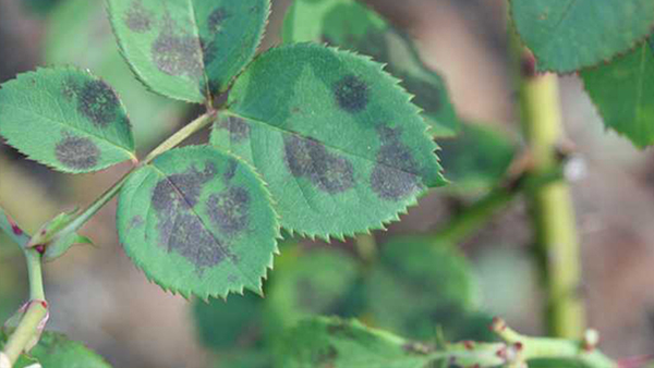 Close Up of Rose Leaf Effected By Black Spot