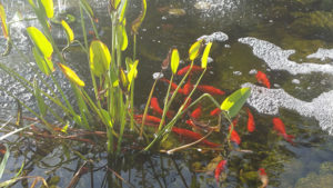 Pond Plant with Several Koi Swimming Around