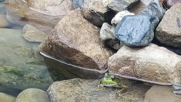 Frog Tucked In Pond Rocks Enjoying The Water