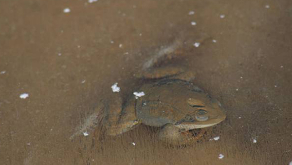 Large Frog Under Layer of Ice