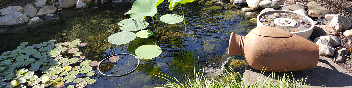 Pond with Pond Plants and Filter Urn Running - Monthly Pond Maintenance