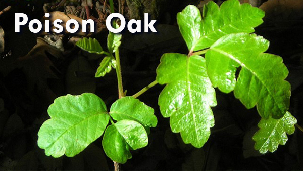 Poison Oak Leaves
