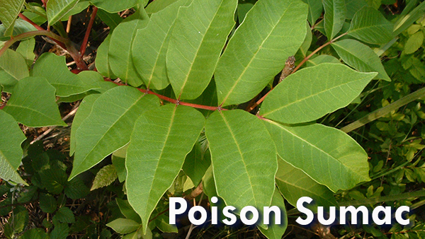 Poison Sumac Leaves