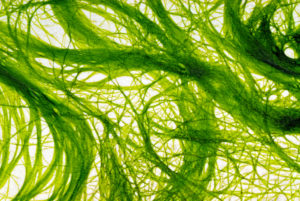 Close Up Picture of String Algae