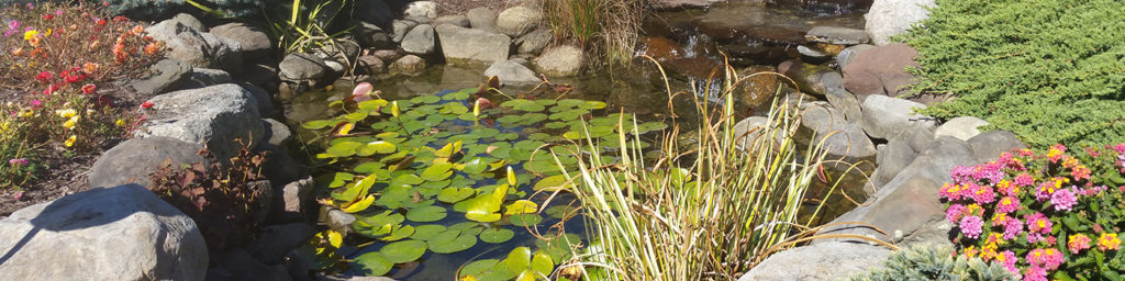Pond Surrounded By Summer Plants In Bloom and Lily Pads In Pond