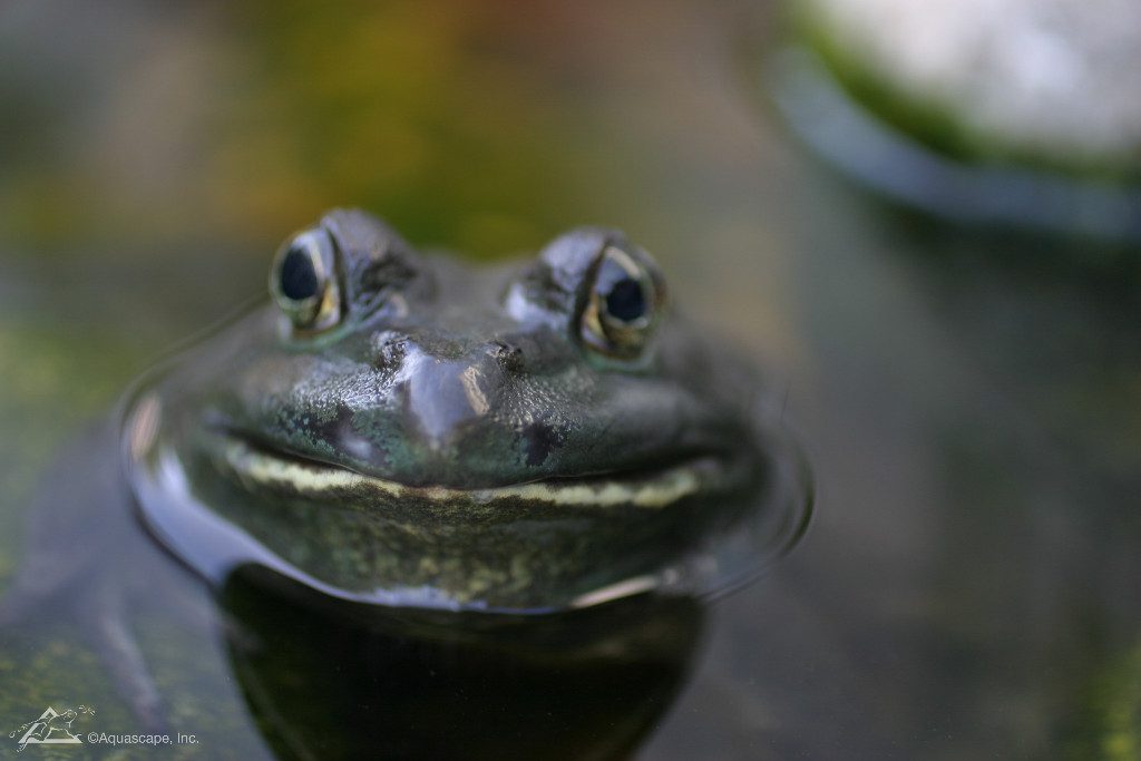 Benefits of Frogs in Ponds