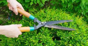 When to Prune Shrubs and Bushes