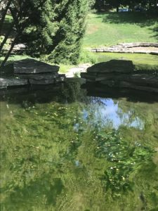 pond string algae