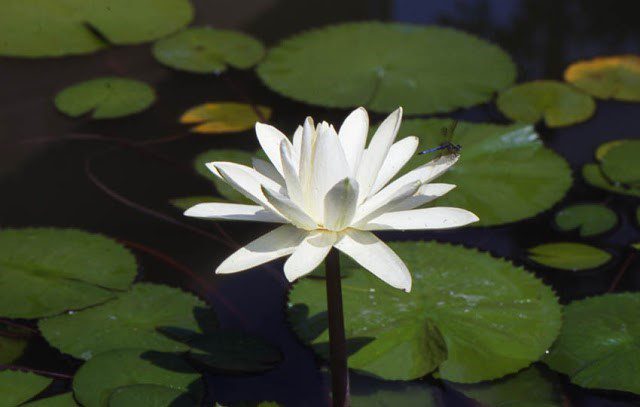 white waterlily